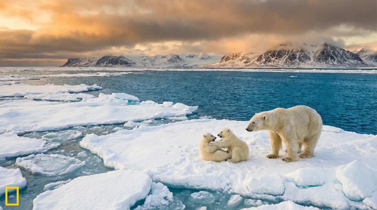 黑料北极熊视频